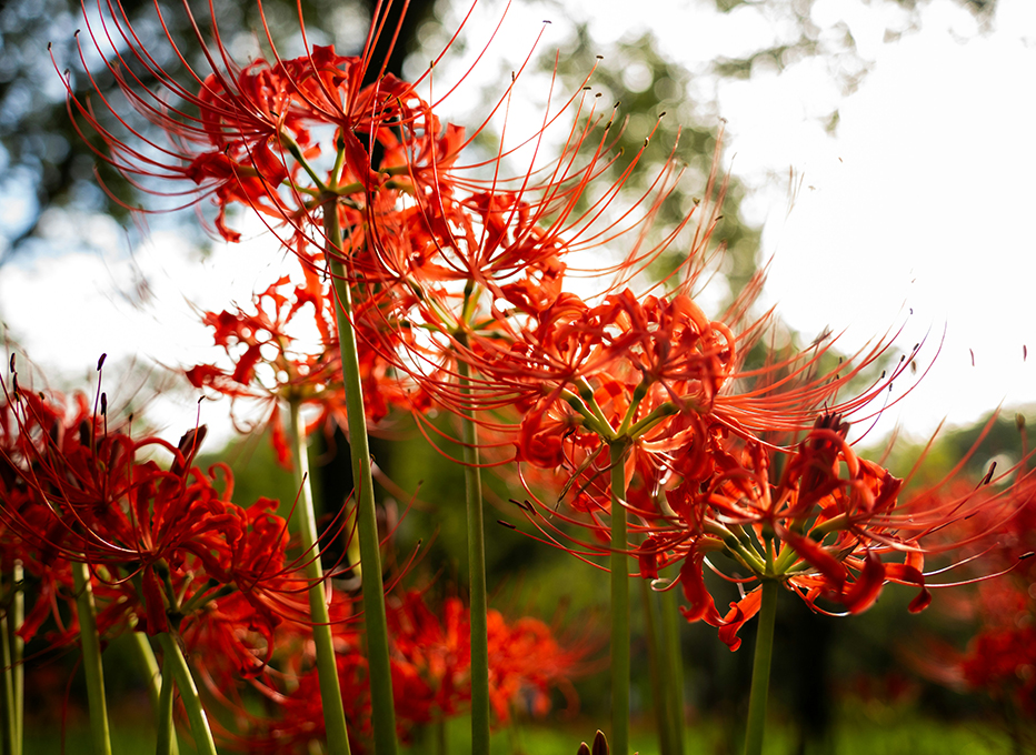 秋分の日のイメージ画像