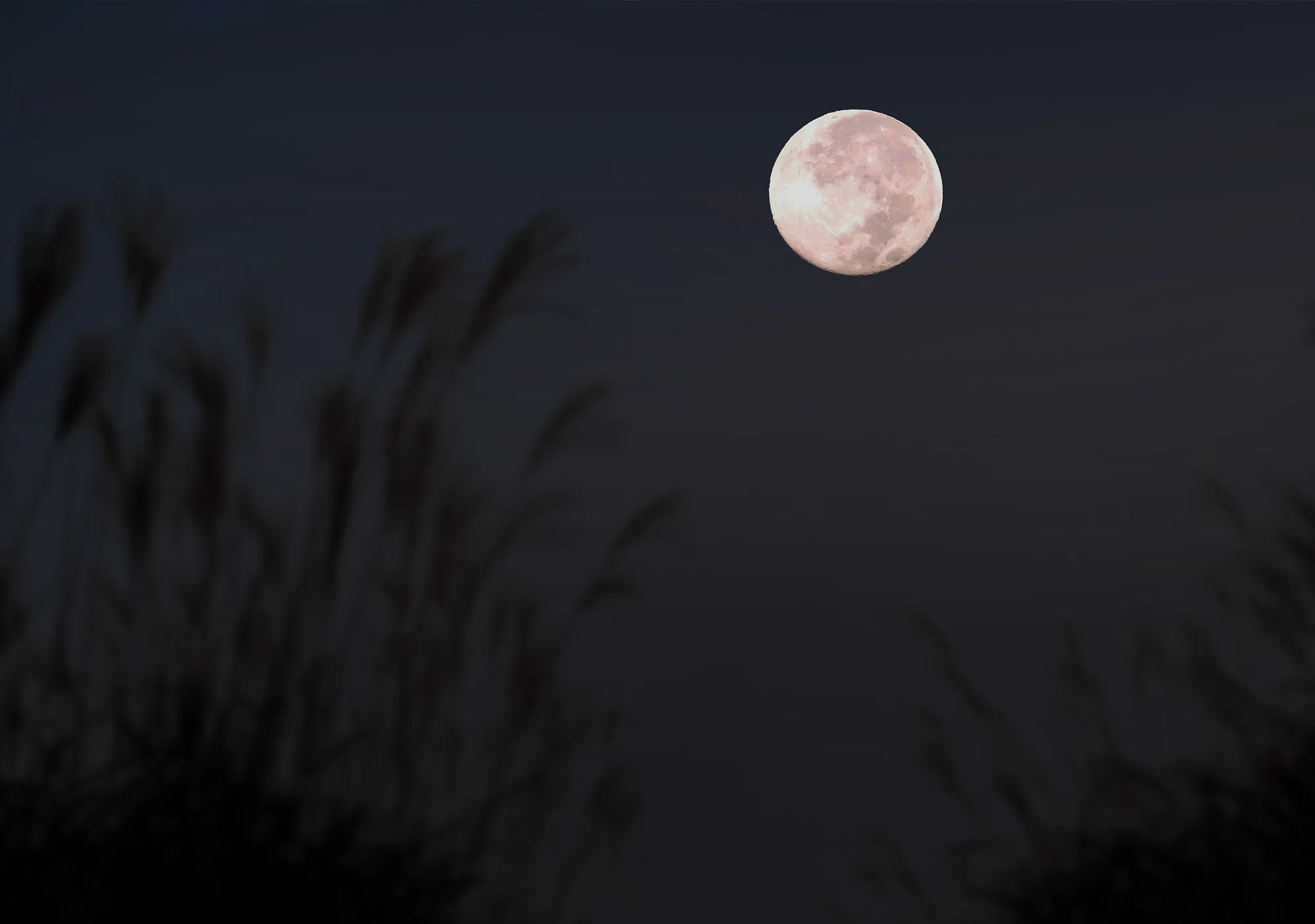 十五夜(中秋の名月/芋名月) のイメージ
